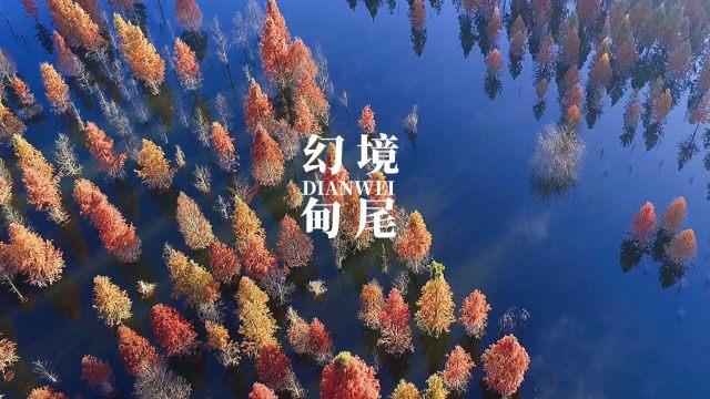 植物大战僵尸17